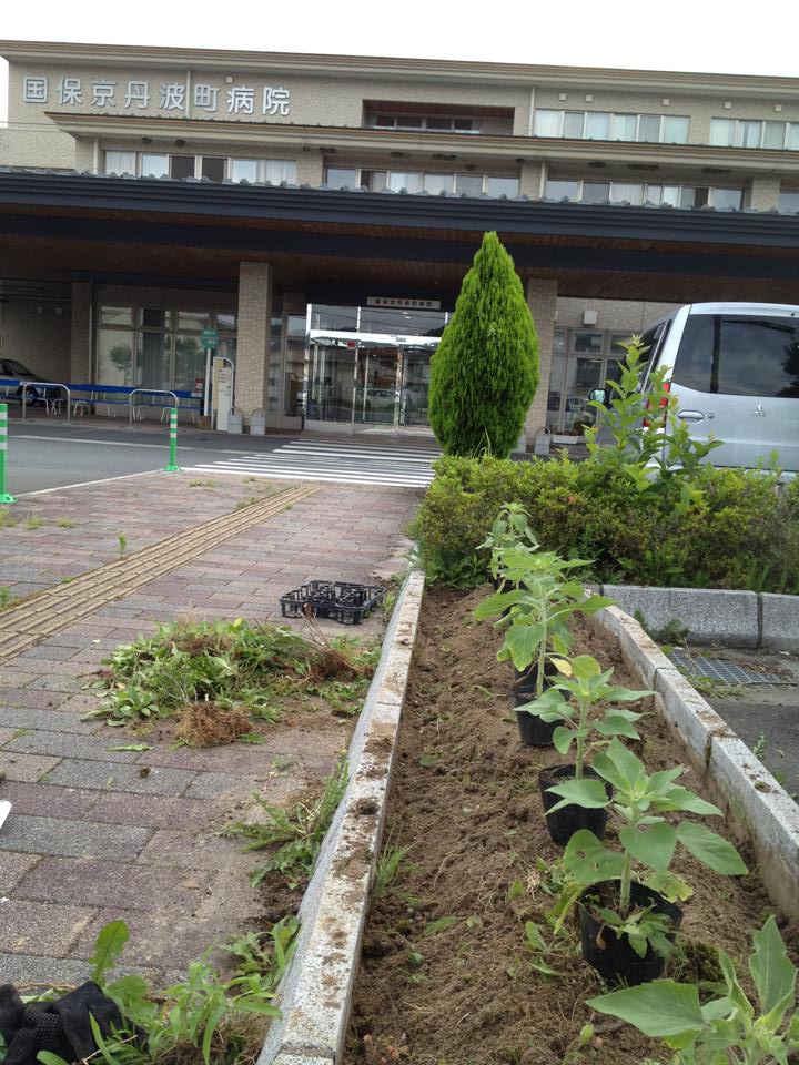 ひまわり.jpg