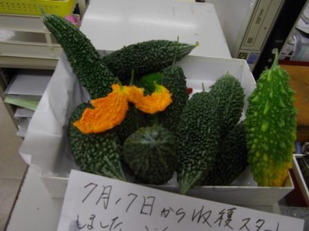 ７月30日ゴーヤ収穫.JPG