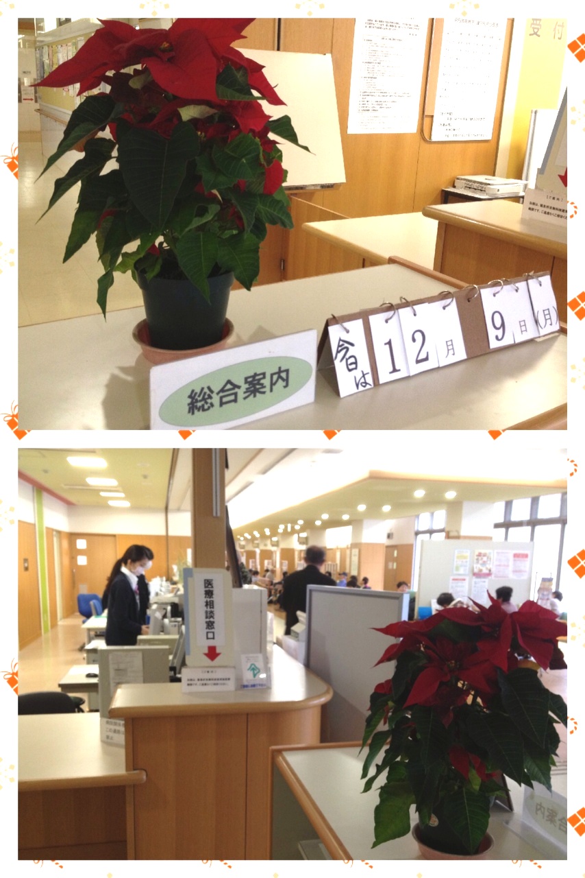 poinsetia.JPG