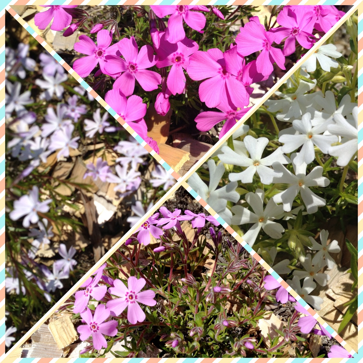 芝桜１.JPG