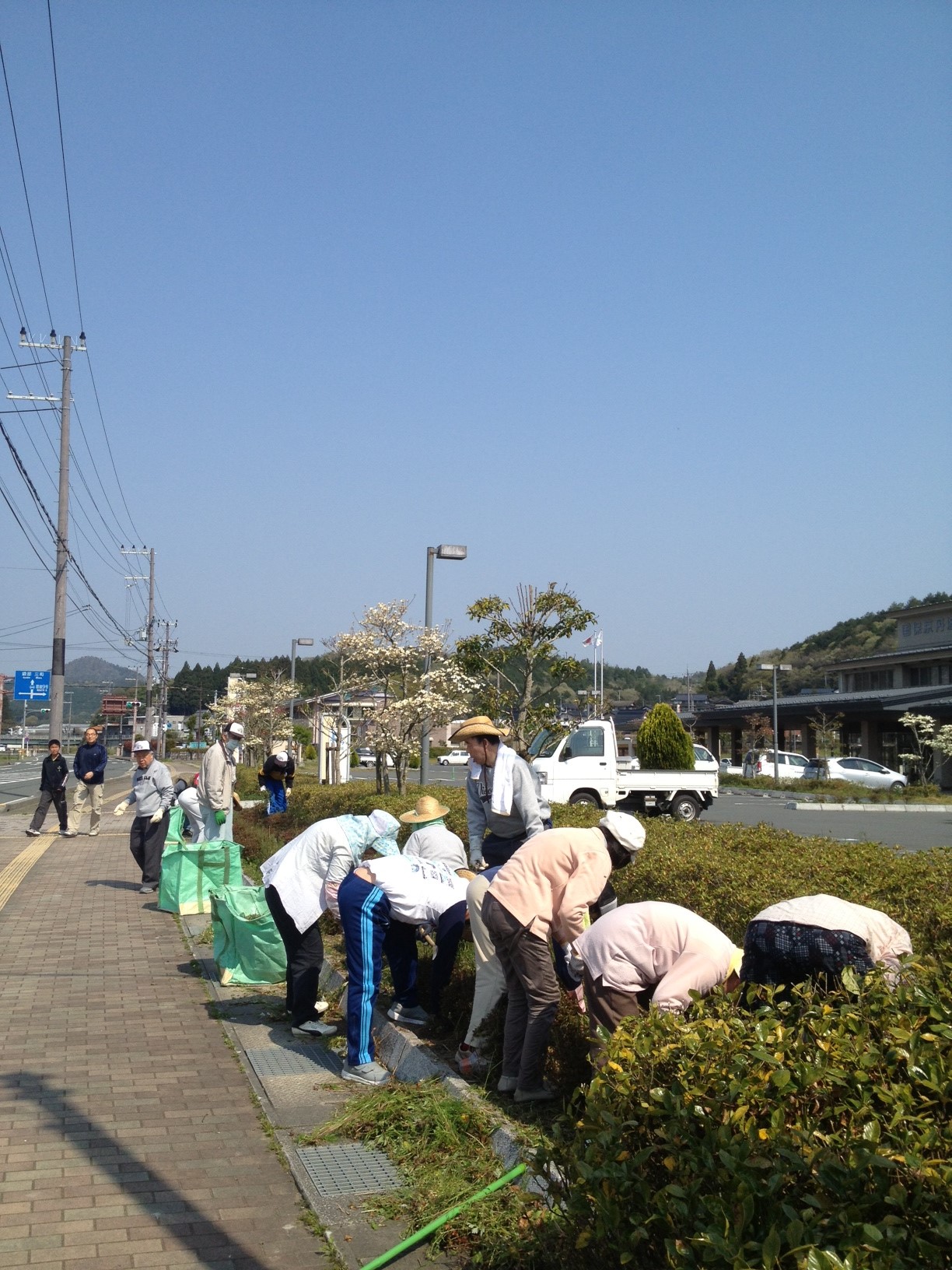 桜梅円掃除１.JPG