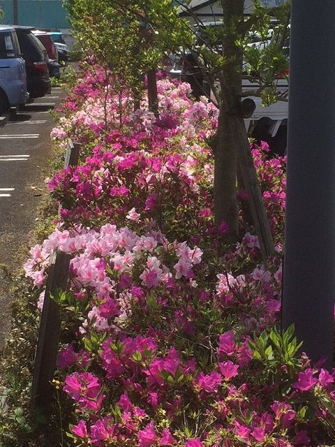 s-IMG_7600_2017050810593908.jpg