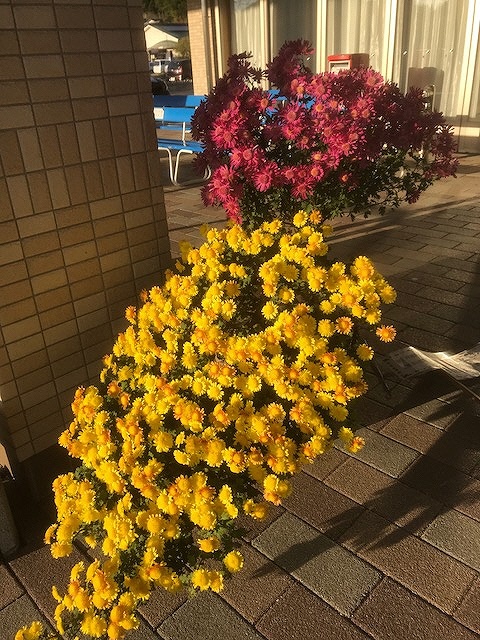 s-IMG_3315_2017111316094040.jpg
