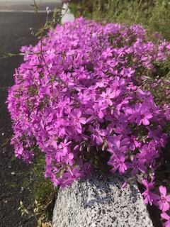 IMG_6040_2018041110355780.jpg