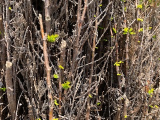 IMG_3570.jpg